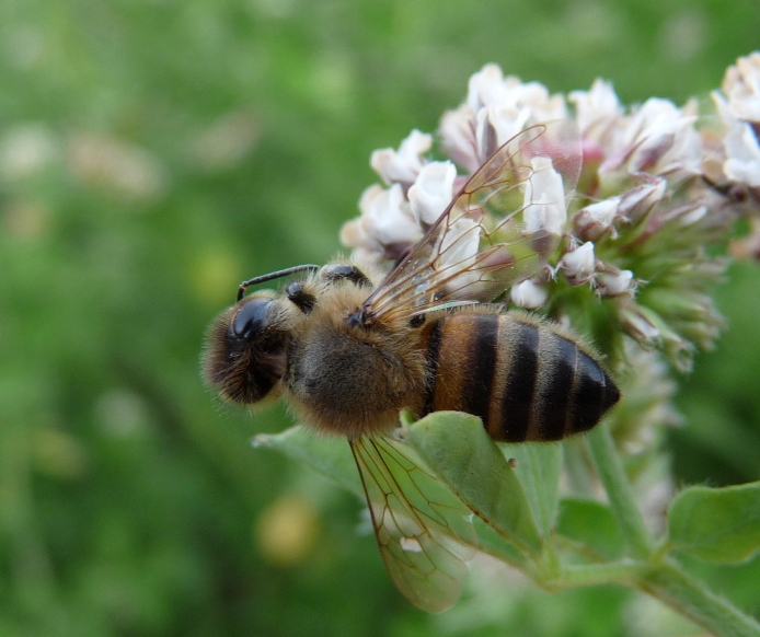 La morte in tecnicolor (vari Synema globosum)